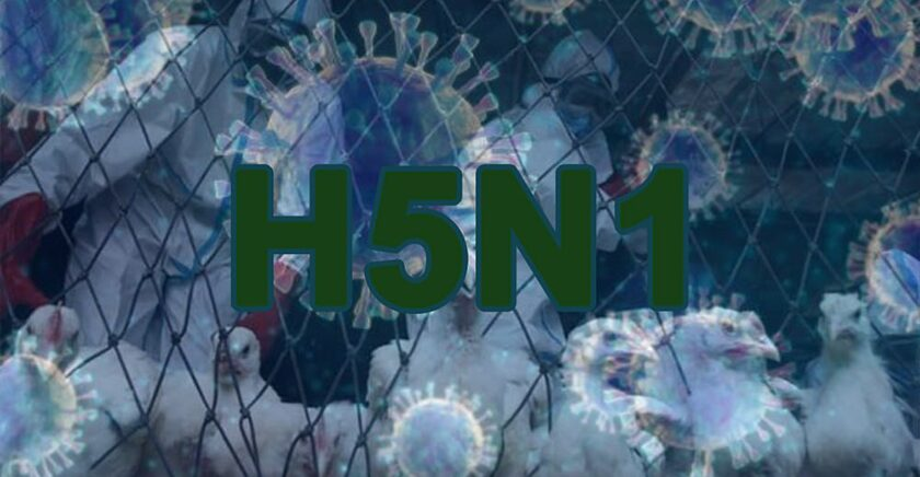暹粒一名69岁老人感染H5N1禽流感
