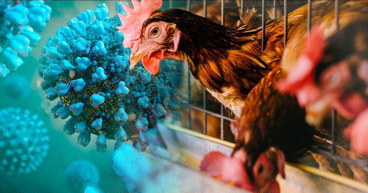 波罗勉省3岁男童感染H5N1禽流感