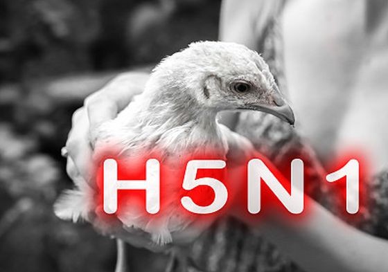 桔井省一名9岁男童死于H5N1禽流感