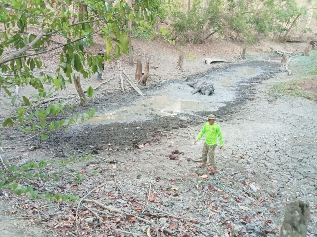 蒙多基里省一头受困大象获救
