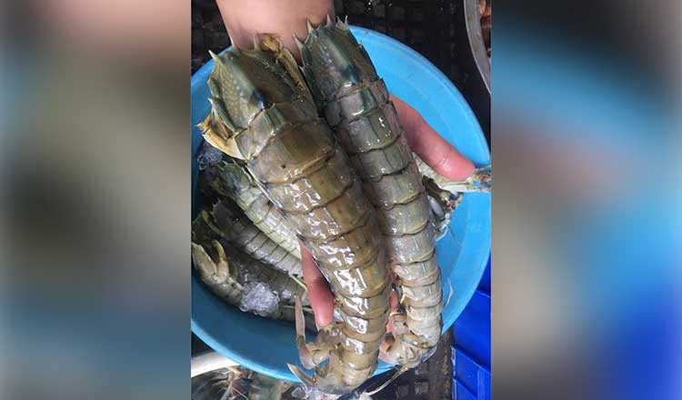 柬埔寨累计向中国出口超3吨皮皮虾